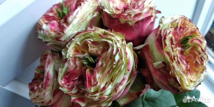 Саженцы роз и сирени