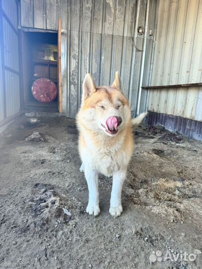 Сибирский хаски