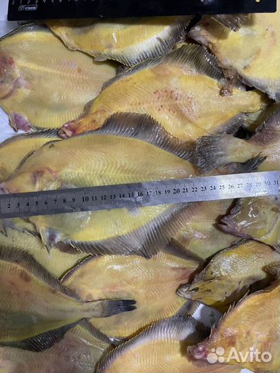 Рыба камбала