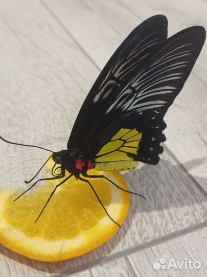 Ферма тропических бабочек