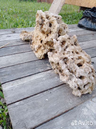 Кораллы в аквариум