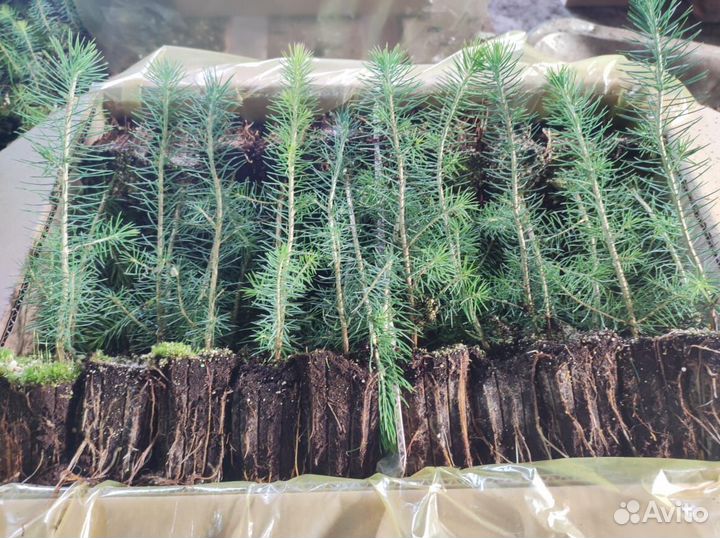 Сеянцы сосны обыкновенной окс от производителя