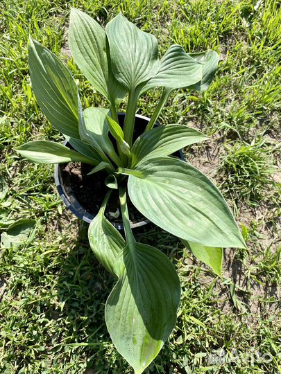 Хоста растение