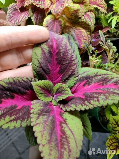 Колеусы вегетативные