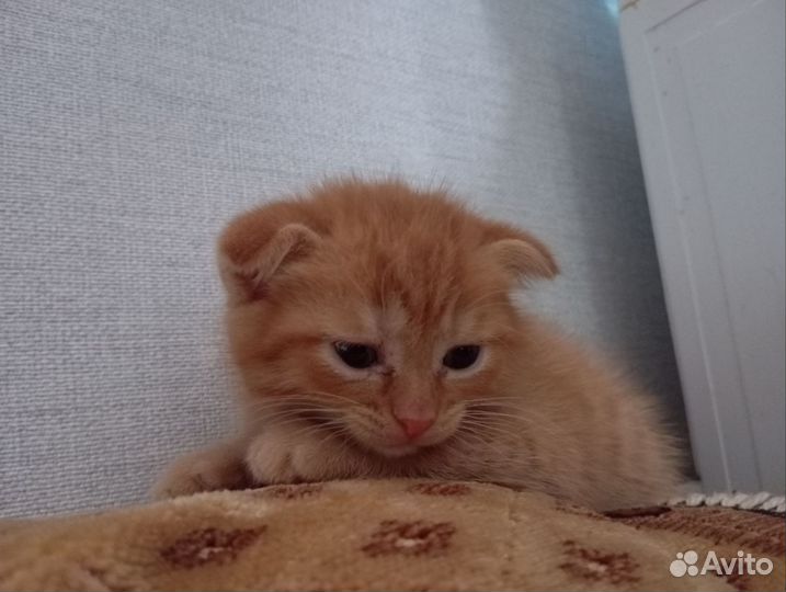 Вислоухий котенок