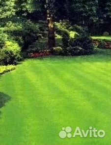 Газон рулонный гарантия