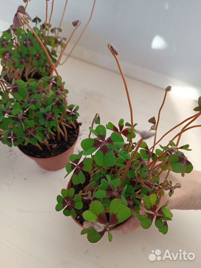 Кислица Оксалис