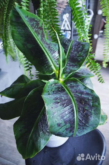 Банан пигмей