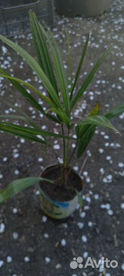 Саженцы веерной пальмы 20-40см