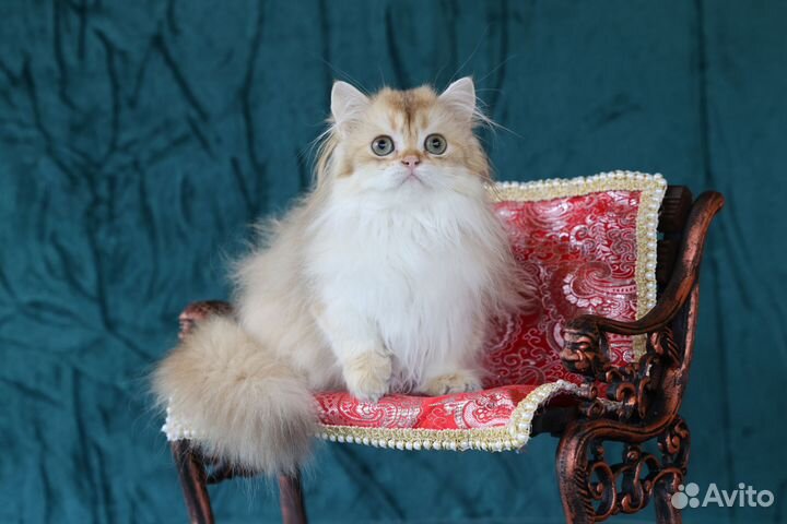 Британская длинношерстная золотая шиншилла