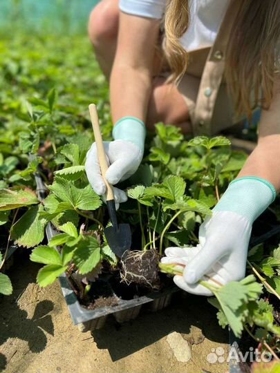 Рассада клубники предзаказ 2024 опт/розница