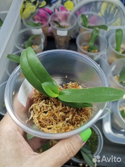 Орхидея фаленопсис