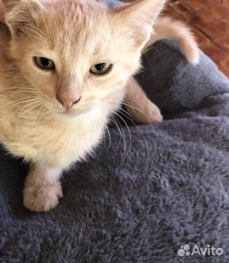 Розовый котик