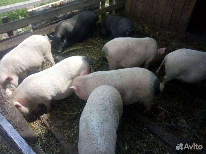 Вьетнамские вислобрюхие поросята