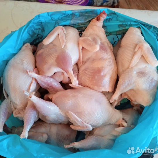 Тушки перепелов, яйца перепелов