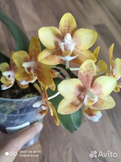 Орхидеи цветущие