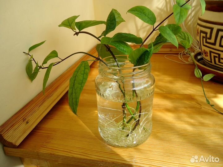 Клеродендрум Томпсон