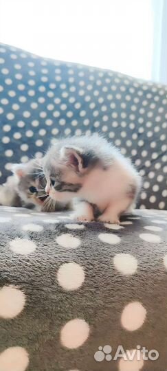 Котята в добрые руки бесплатно