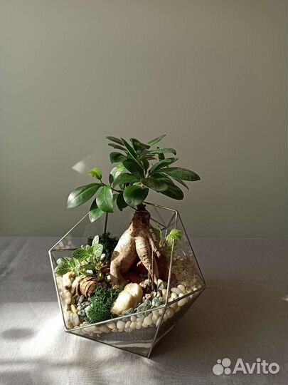 Флорариум Икосаэдр с бонсай