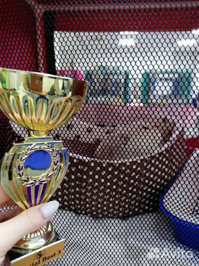 Котенок шотландская порода мальчик