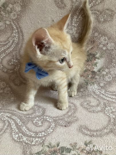 Кошка в дар
