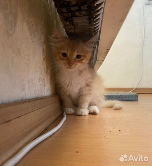 Брат с сестрой ищут дом