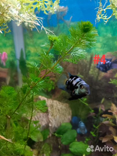 Аквариумные растения