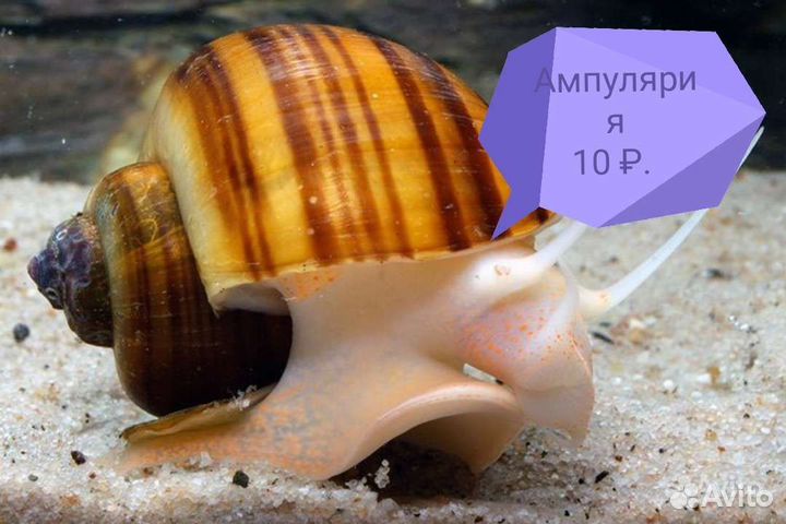 Улитка спикси