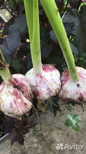 Чеснок озимый