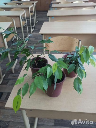 Фикус Бенджамина