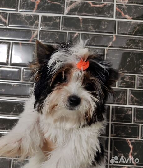 Щенки бивер йорка девочка