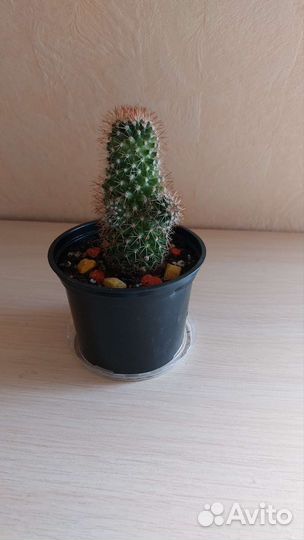 Кактусы микс, суккуленты