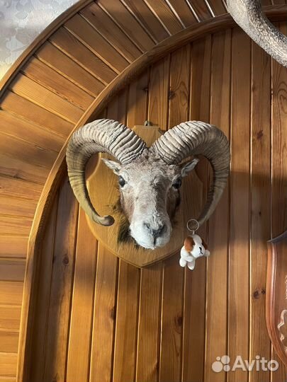 Чучела животных