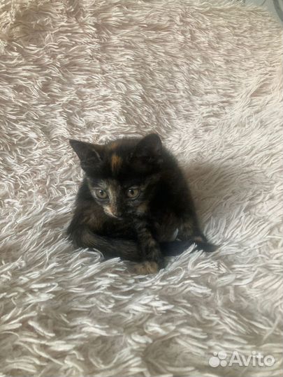 Котенок девочка в дар