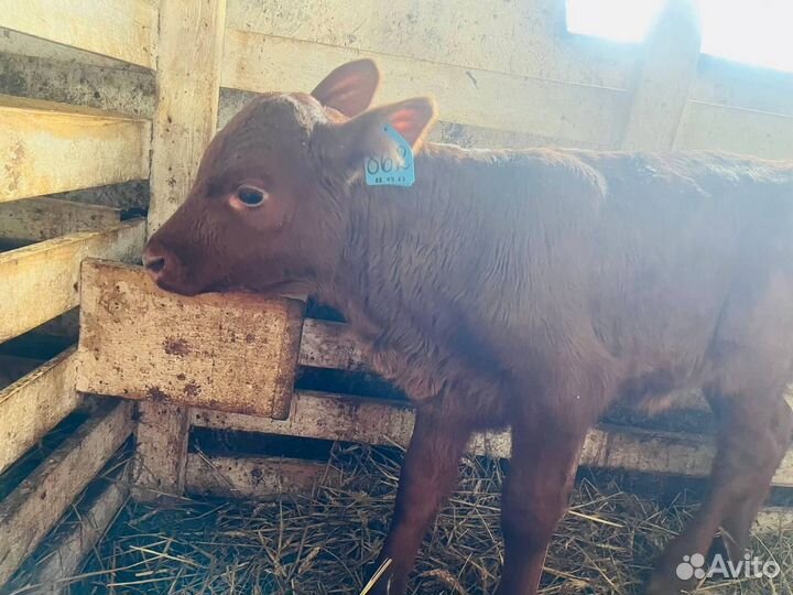 Бычки и телки с доставкой до двора
