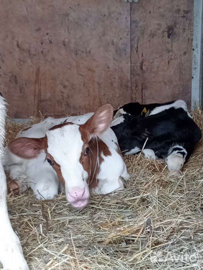 Телята бычки