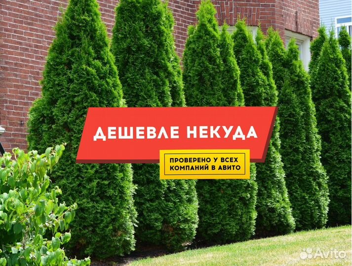 Туи из питомника