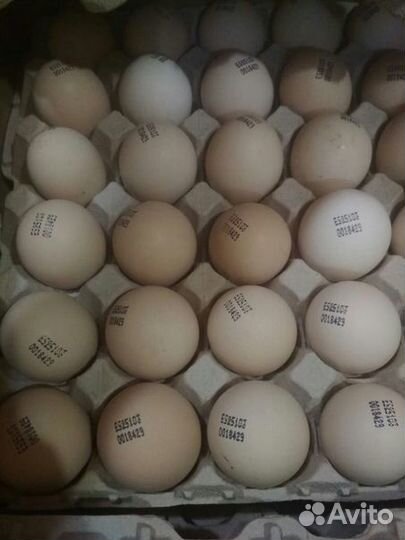 Лучшее инкубационное яйцо из Европы и России