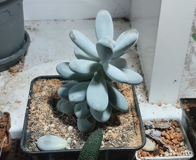 Взрослый (относительно) Pachyphytum oviferum