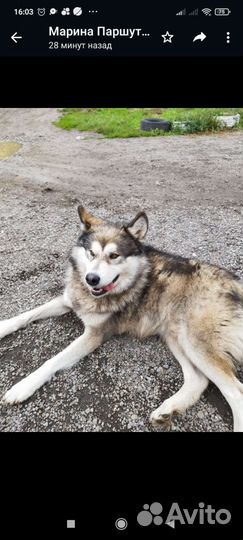 Аляскинский маламут, помесь