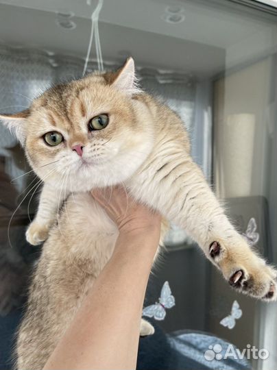 Золотой британец котик