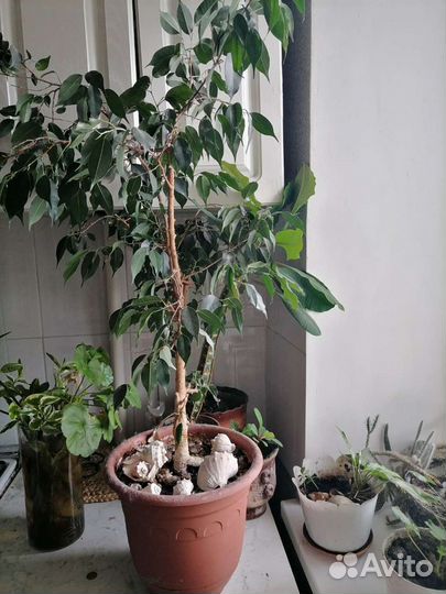 Цветы. Фикус бенджамина большой и другие