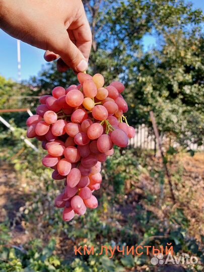 Саженцы винограда