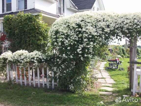 Лиана клематис (ломонос) жгучий, семена