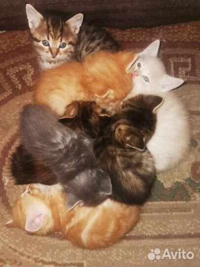 Кошка