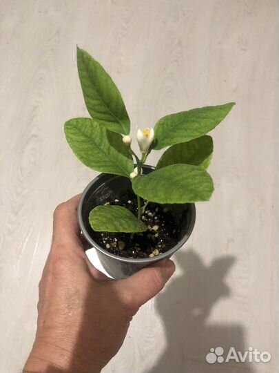 Саженцы лимона мейера