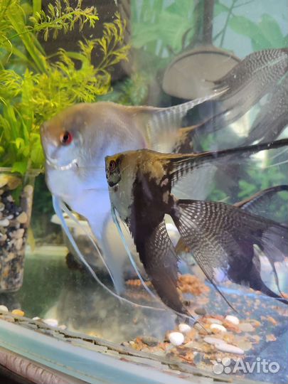 Рыбки скалярии вуалевые