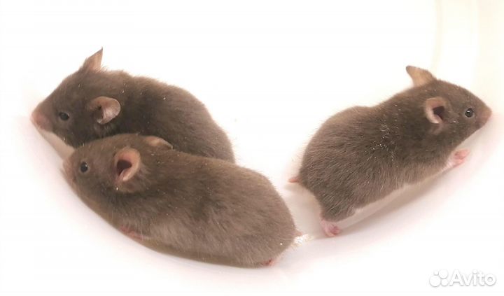 Хомяк сирийский шоколадного окраса. Не кусаются