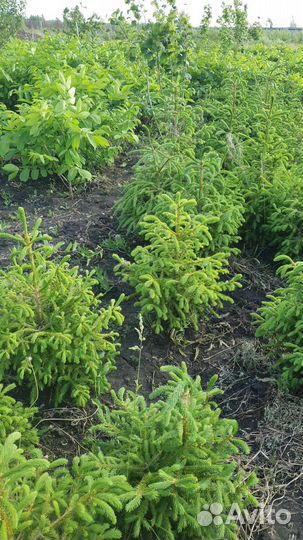 Саженцы ель голубая Глаука