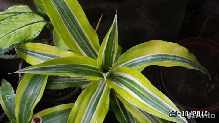 Гибискусы и другие цветы